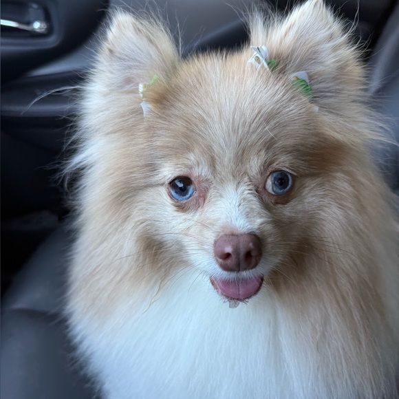 Meet your Posher, Milagros aka Millie - Picture 6 of 11